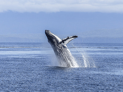 white and black whale on body water at daytime thumbnail
