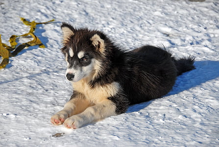 black and white Siberian husky puppy lying on snow field thumbnail