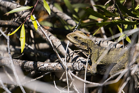gray and yellow iguana thumbnail