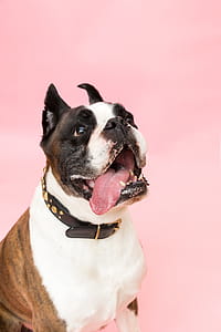 Boxer Dog Photo thumbnail
