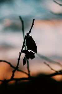 macro photography of dry leaf thumbnail