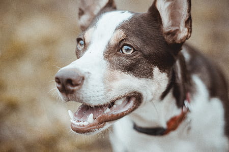 shallow focus photography of smooth-coated black and white dog during day thumbnail