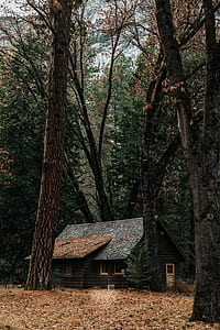 cabin surrounded by trees thumbnail
