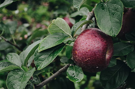 macro photography of red apple thumbnail