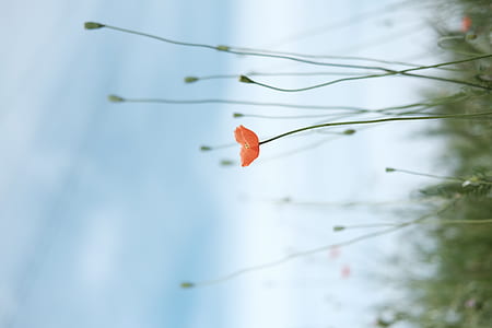 orange poppy in bloom at daytime thumbnail