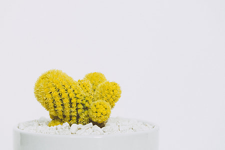 potted cactus plant thumbnail
