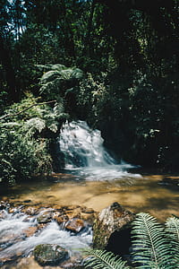 Water Stream Surrounded by Plants thumbnail