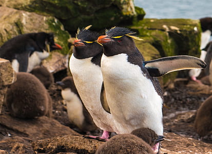 penguins near body of water thumbnail