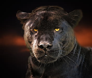black panther thumbnail