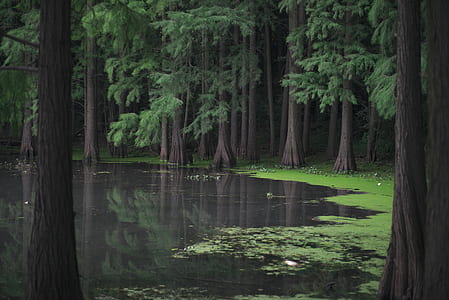 swap covered moss surrounded with tall trees thumbnail