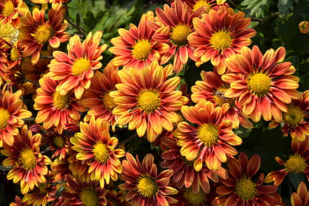 red-and-yellow petaled flowers thumbnail