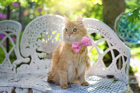 orange long-coated cat on white steel bench thumbnail