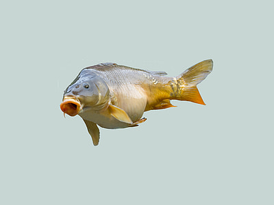 selective focus photography of gray fish thumbnail