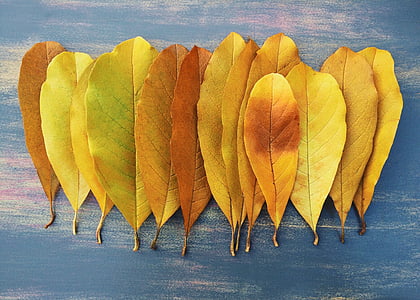 brown leaf lot on blue table thumbnail