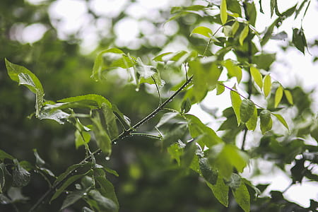 Drops of rain on a branch thumbnail