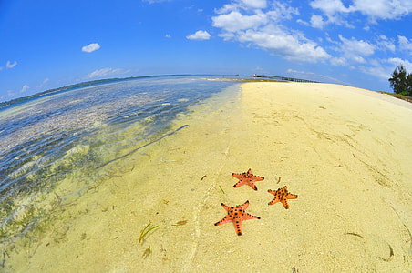 three Star Fish on sea shore thumbnail