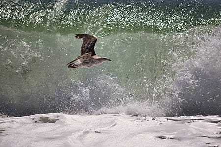 bird on flight above sea thumbnail
