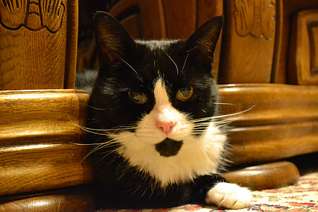 Cat, Black And White thumbnail