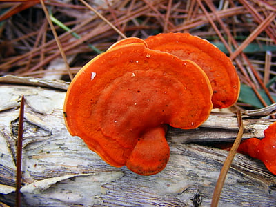 shallow focus photography of orange mushroom thumbnail