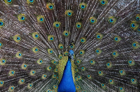 wildlife photography of blue and brown peacock thumbnail