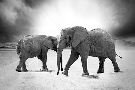 gray scale photography of two elephants thumbnail