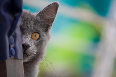macro shot photography of gray cat thumbnail