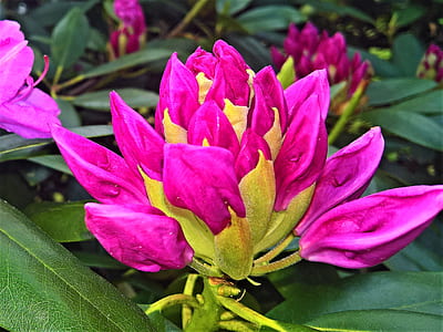purple rhododendron flower bud in close-up photography thumbnail