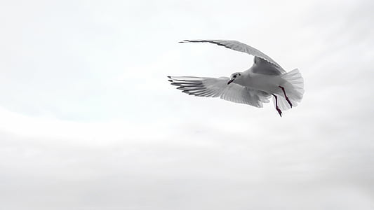 Franklin's gull flying under the clouds during daytime thumbnail