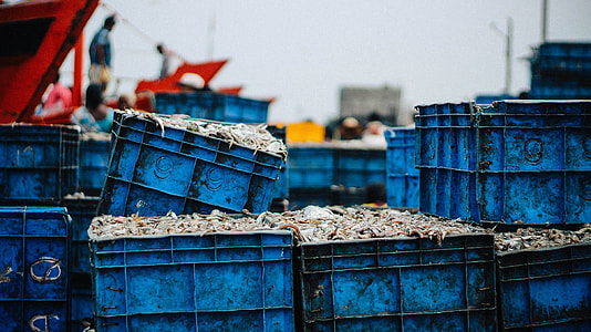 blue plastic crates filled with fish thumbnail