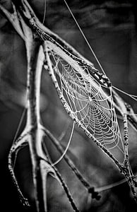 Grayscale photography of spider web thumbnail