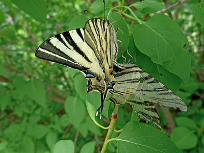 Swallowtail, Giant Swallowtail thumbnail