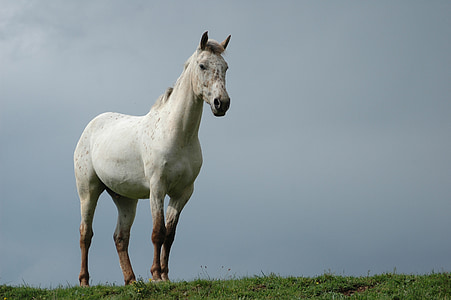 white horse thumbnail