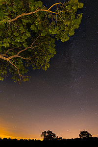 tree photo during nighttime thumbnail