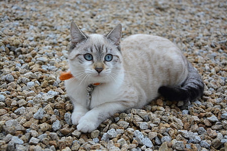 white and gray cat lying on ground thumbnail