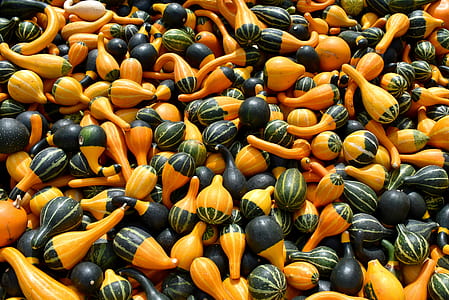 pile of round yellow and orange vegetable lot thumbnail