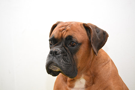 adult white and tan boxer thumbnail