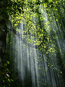 green leafed plants thumbnail