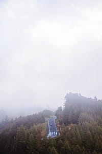 Highway in the Middle of Forest Covered in Fog thumbnail