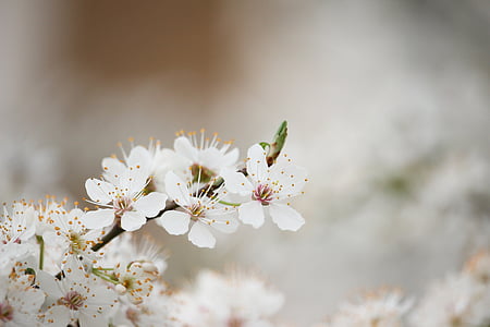 macro shot photography of white cherry blossom thumbnail