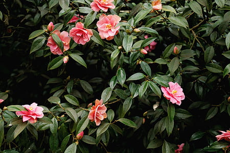photo of pink flowers thumbnail
