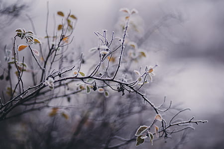 shallow focus photography of tree thumbnail