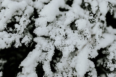Close-ups of snowy trees thumbnail