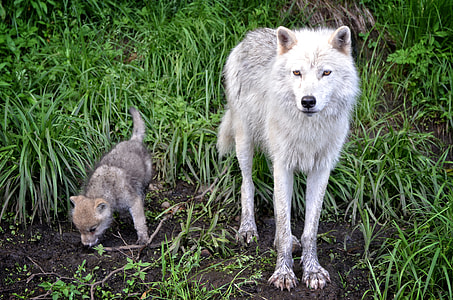 white wolf and cub on green grasses thumbnail