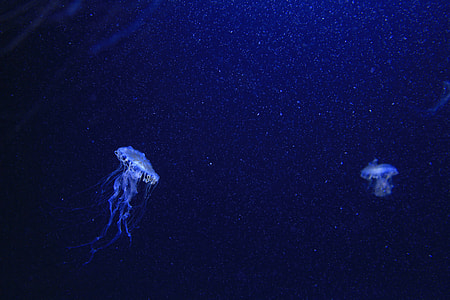 two jelly fish underwater thumbnail