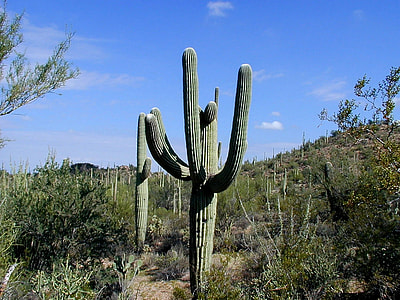 Giant Saguaro Cactus in Saguaro National Park, Arizona thumbnail