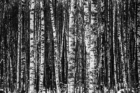 grayscale photo of trees thumbnail