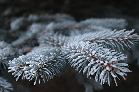 focus photography of white leaf plant thumbnail
