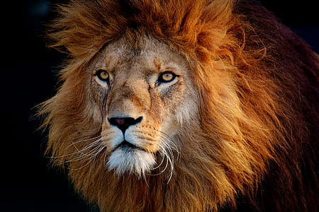photo of brown lion's head thumbnail