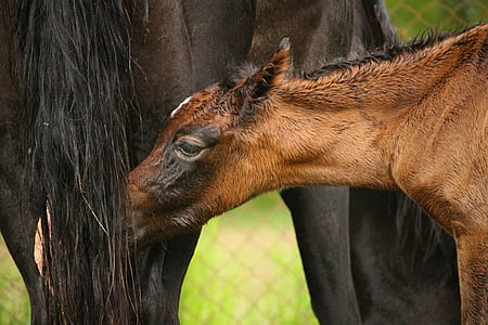 brown horse during daytime thumbnail