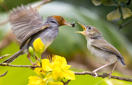 two brown humming birds on tree branch during daytime thumbnail